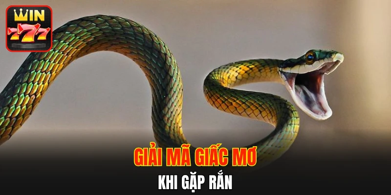 Giải mã giấc mơ khi gặp rắn